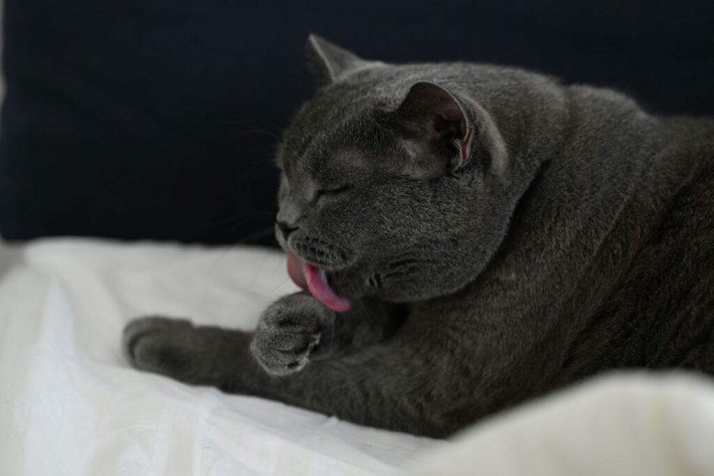 Dark grey cat licking it's paws on a white sheet