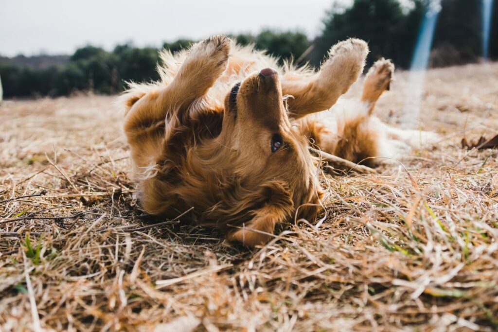 Golden retriever rolling around a field of grass