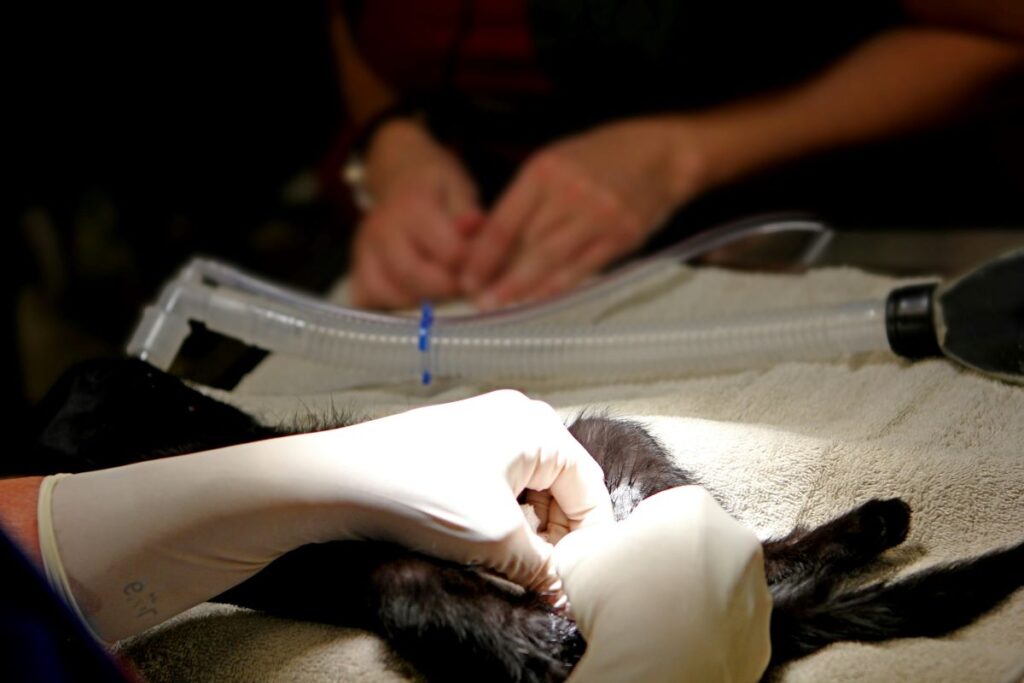 Veterinarian performing a cat neuter