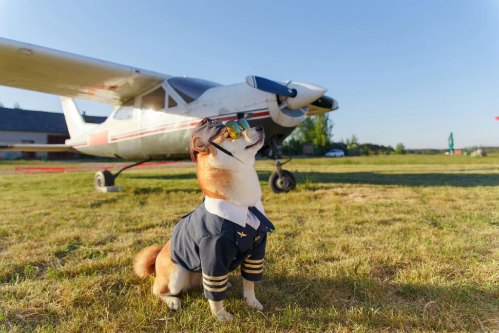 Dog in pilot costume sat in front of a small plane