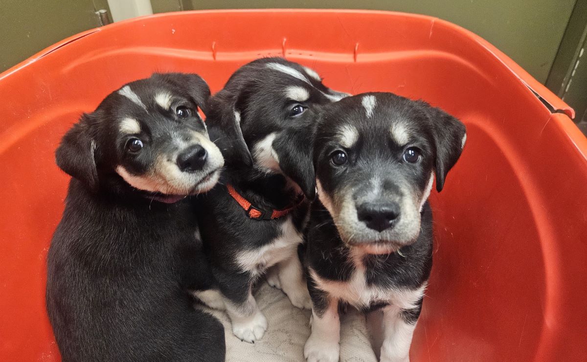 Three black and white puppies sitting in a red bucket